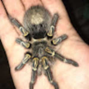 Meet your Posher, Lonnie